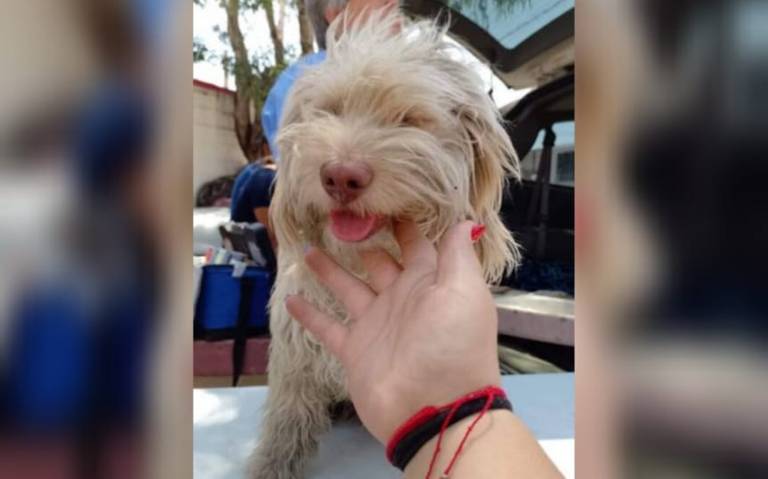 Invitan a participar en el «Kilómetro del Peso» en favor de perritos rescatados del Centro&nbsp;Proteo