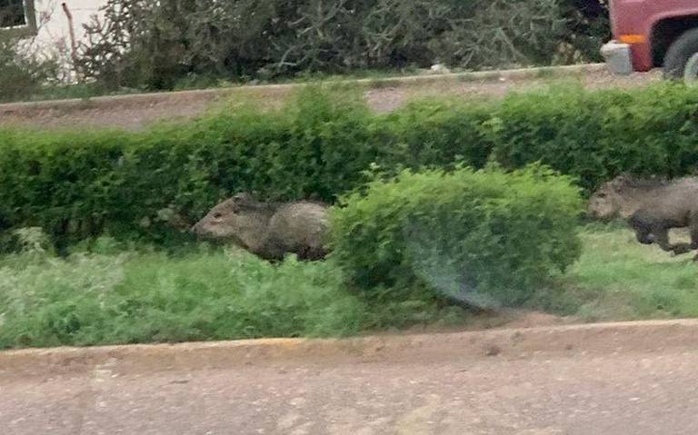 Por sequía, fauna silvestre se acerca a la zona urbana de&nbsp;Parral