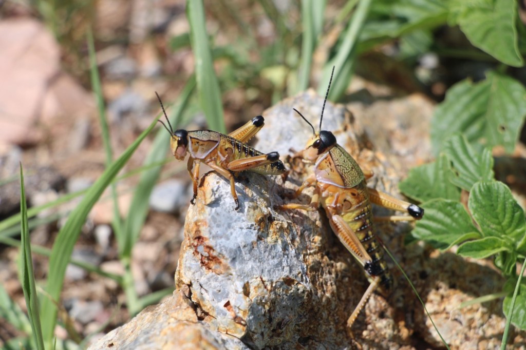 Aplican Estado y Comité Estatal de Sanidad Vegetal agentes biológicos para combatir plaga de&nbsp;chapulín