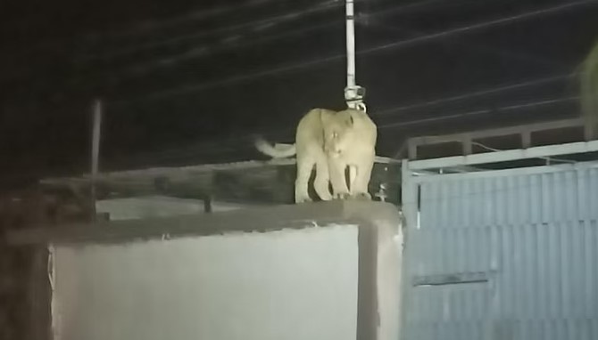 Capturan a leona en la colonia Felipe Ángeles de Ciudad&nbsp;Juárez