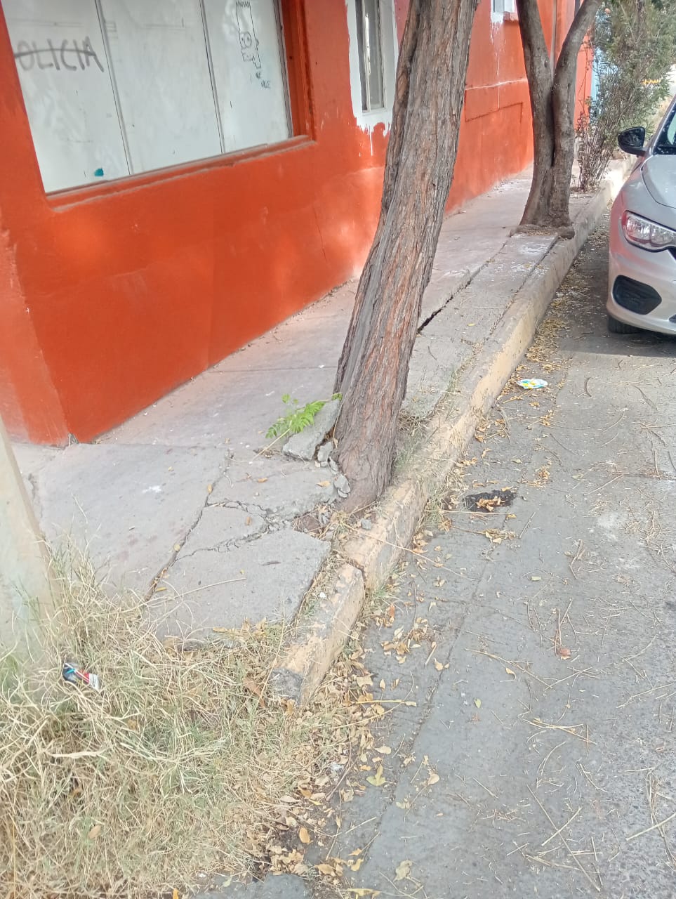 Retira Gobierno de Parral arboles que afectaban el paso peatonal en la colonia Infonavit&nbsp;Mineros