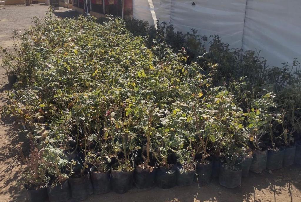 Recibe Gobierno de Parral donación de mil&nbsp;rosales.