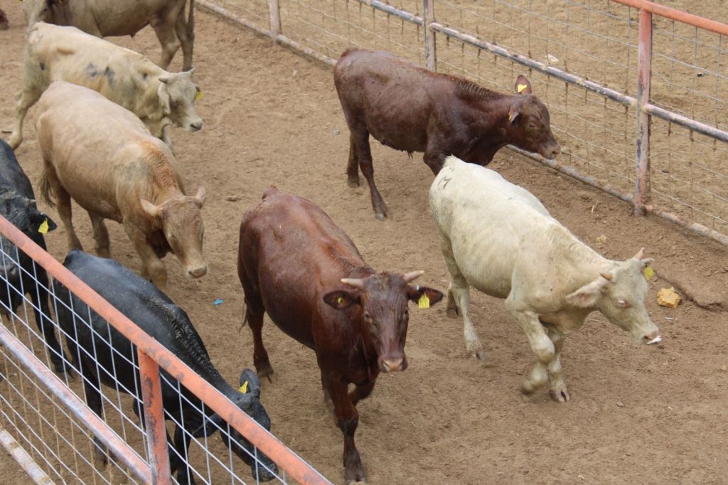 Se reactiva la exportación de ganado en pie por el Puerto de San Gerónimo-Santa&nbsp;Teresa