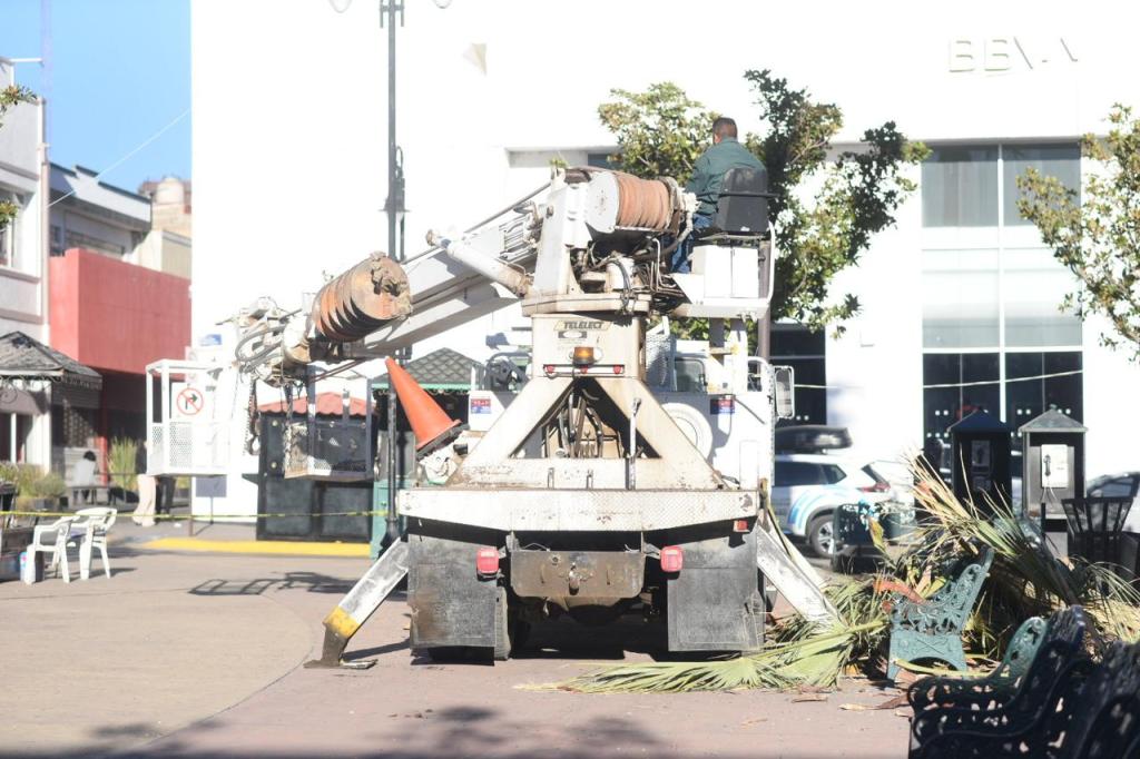 Arranca el Gobierno de Parral temporada de poda de&nbsp;árboles