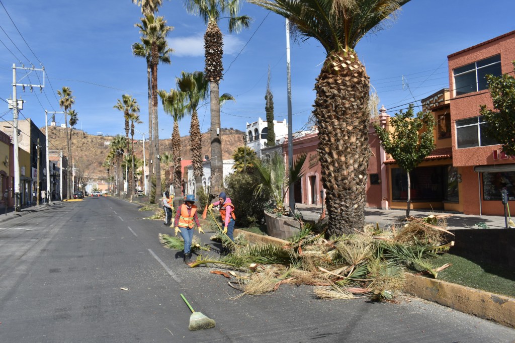 En marcha las acciones de poda de parques y jardines del&nbsp;Municipio.