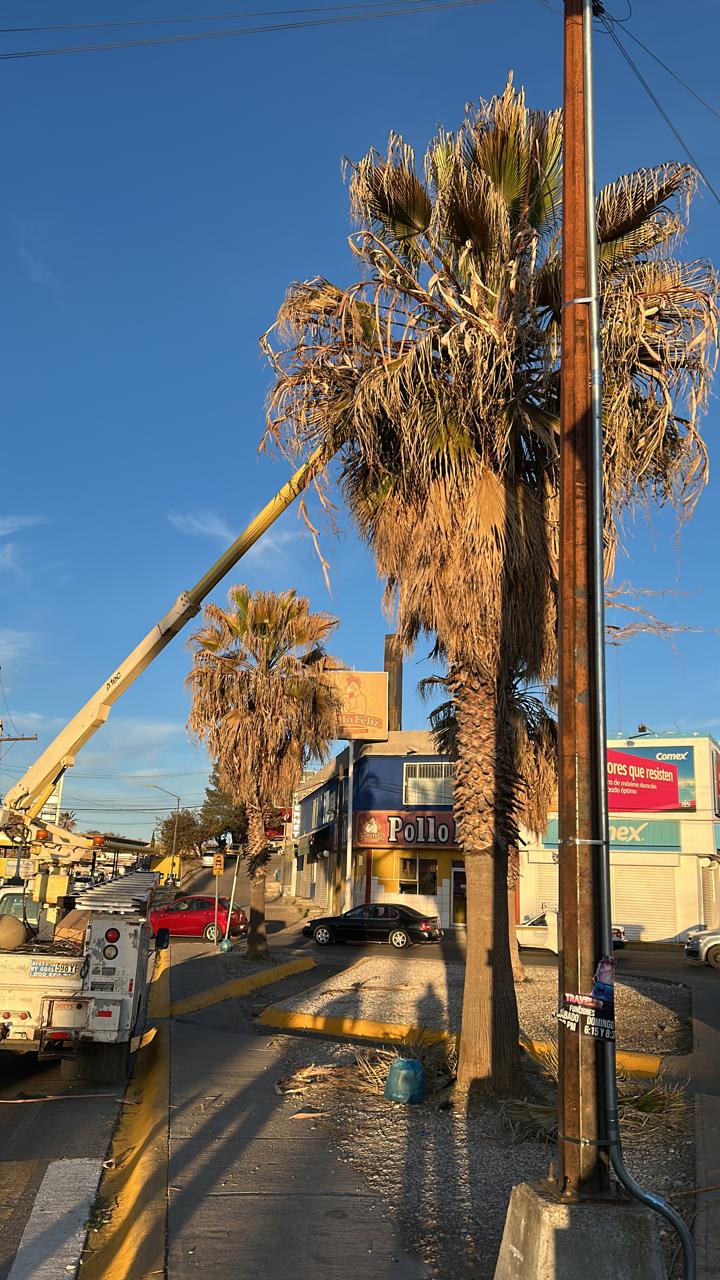 Concluye programa de poda “Menos Rama, Más Orden” en&nbsp;Parral