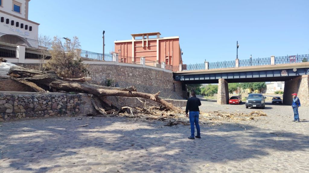 Protección Civil emite llamado a no transitar por el parque lineal ante presencia de&nbsp;abejas
