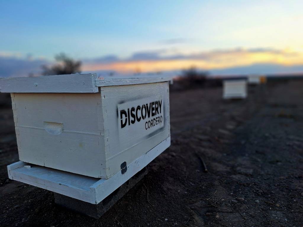 Protección Civil mantiene estrategia responsable para el retiro de enjambres de&nbsp;abejas