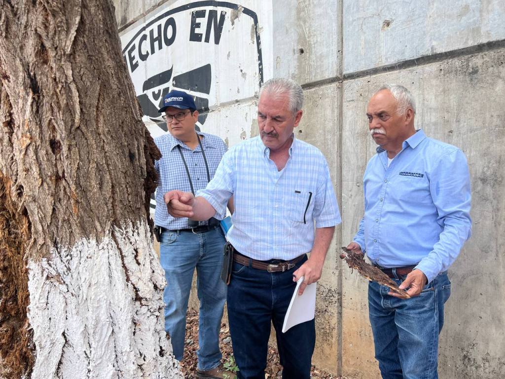 Supervisan CONAFOR, SEMARNAT y Gobierno Municipal condiciones del arbolado en el Parque&nbsp;Lineal