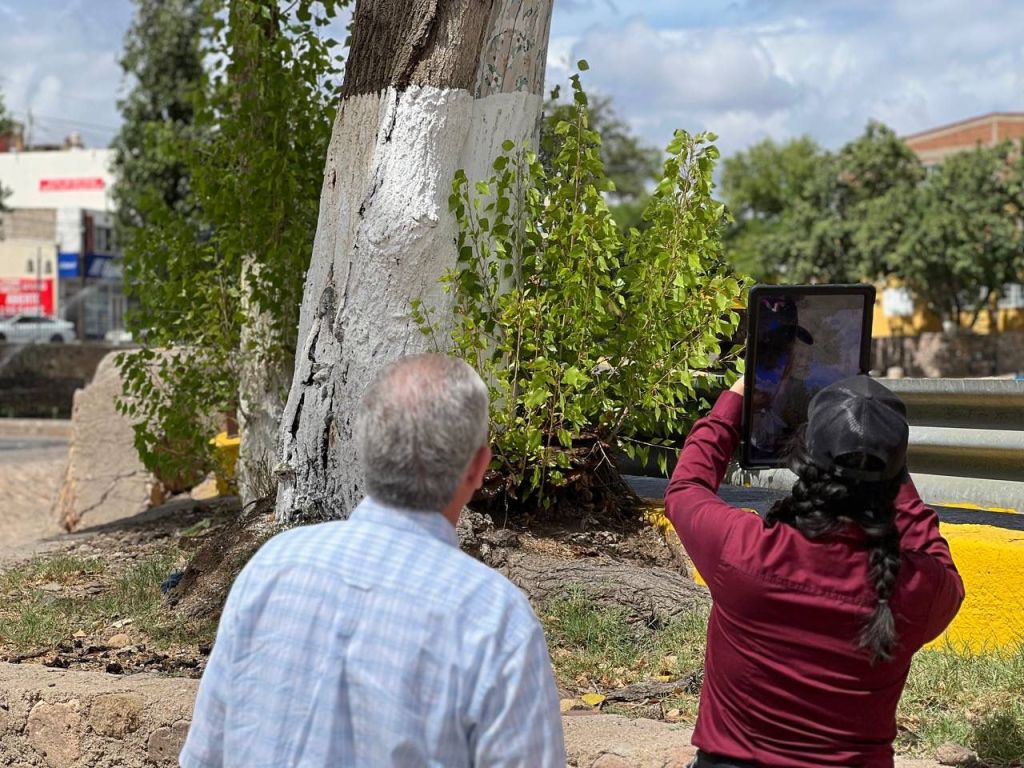 Inicia el retiro de árboles secos y poda preventiva en tramo del Vado de la Libertad a la Secundaria&nbsp;Federal