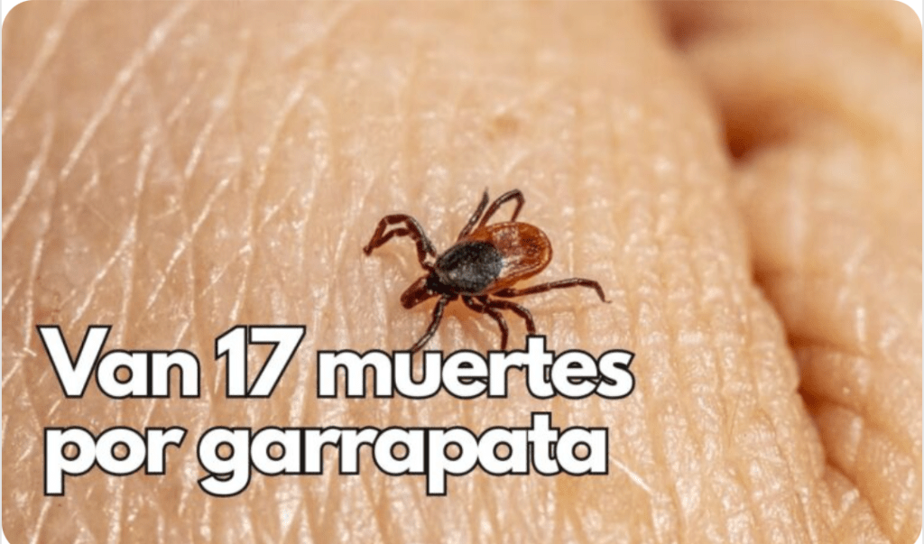 Chihuahua enfrenta un brote alarmante de rickettsiosis, con una letalidad del 43.58% en casos&nbsp;confirmados.
