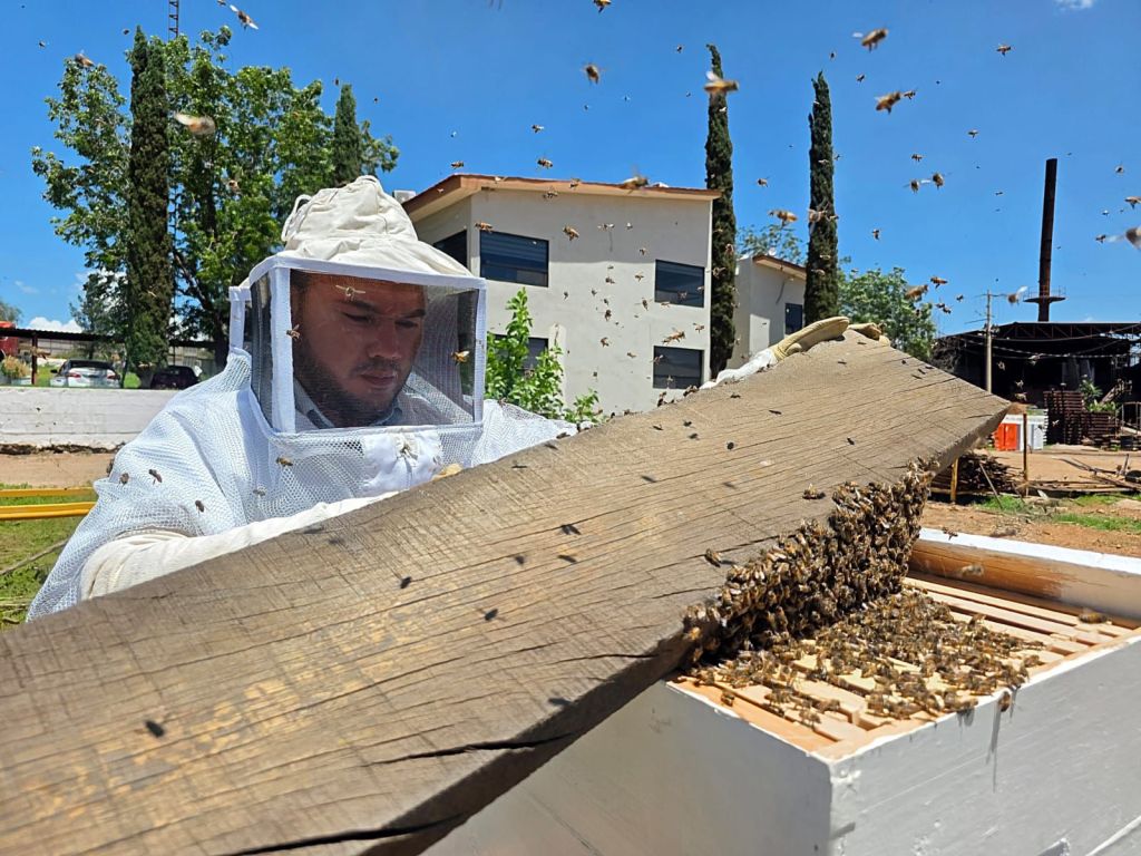Gobierno de Parral atiende 15 reportes de enjambres de abejas en la&nbsp;ciudad
