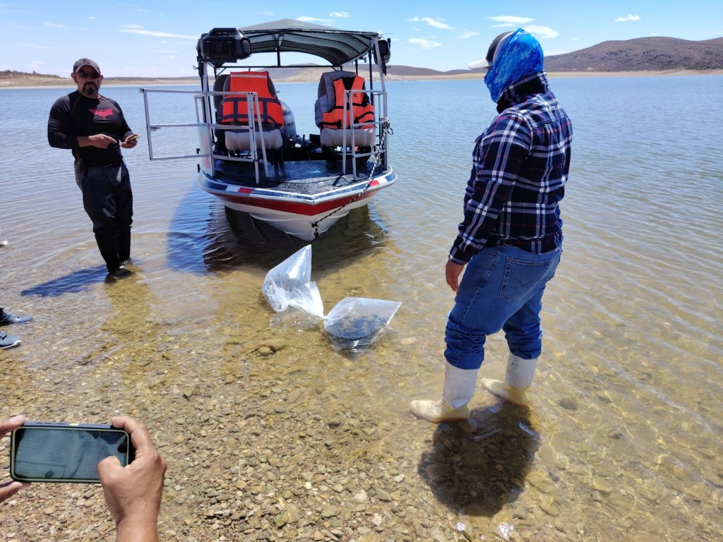 Arranca SDR repoblamiento de embalses con más de 800 mil alevines en&nbsp;Chihuahua